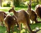 希尔斯维尔野生动物园（Healesville Sanctuary）