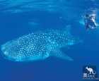 寧格羅海岸(Ningaloo Coast)