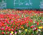 堪培拉鲜花节（Floriade）