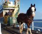 马拉电车（Victor Harbor Horse Drawn Tram）