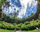 洞穴花园（Umpherston Sinkhole）