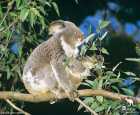 考拉保育中心（Koala Conservation Centre）