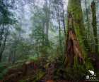 巴林顿高原国家公园（Barrington Tops National Park）