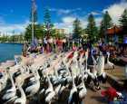 塘鹅喂食秀（Pelican Feeding）