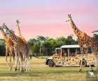 威勒比开放式动物园（Werribee Open Range Zoo）