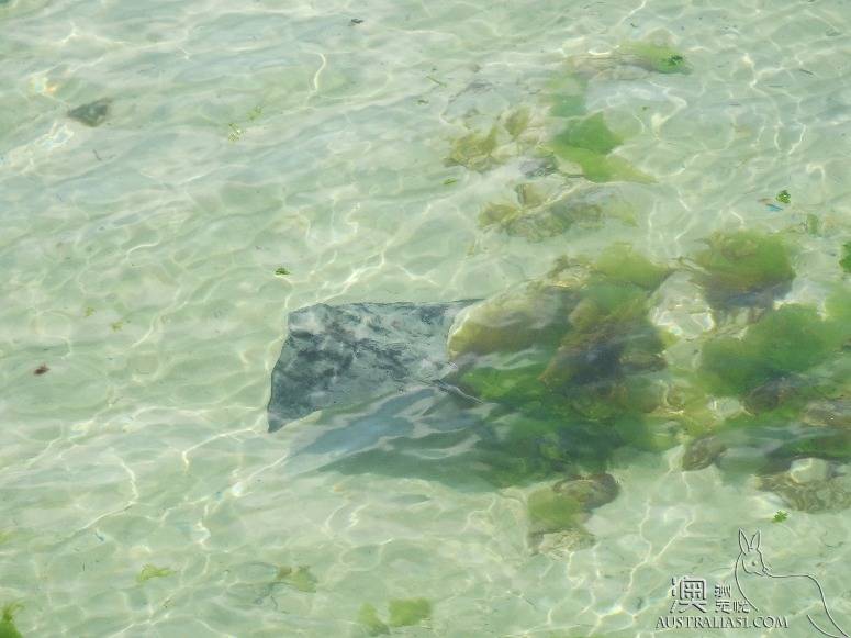 老司機在南澳之約克半島自駕攻略