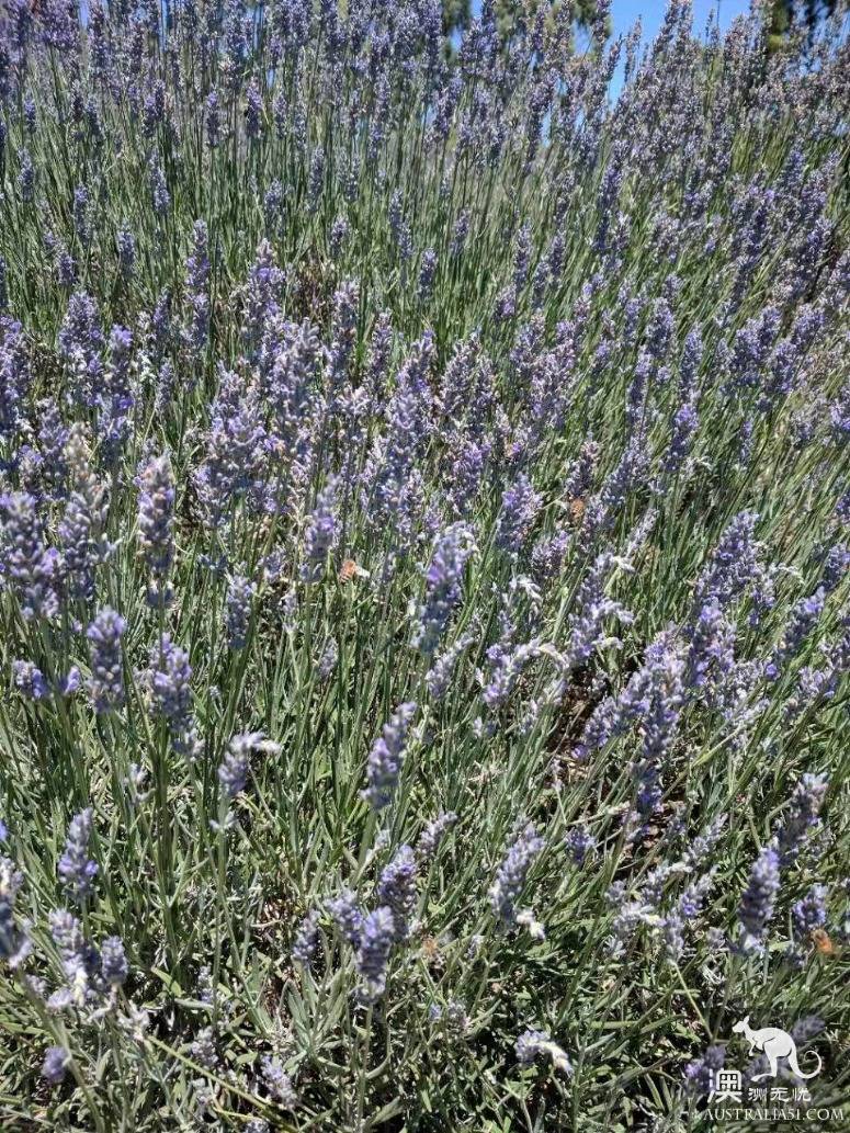 探访林道薰衣草农场（Lyndoch Lavender Farm）
