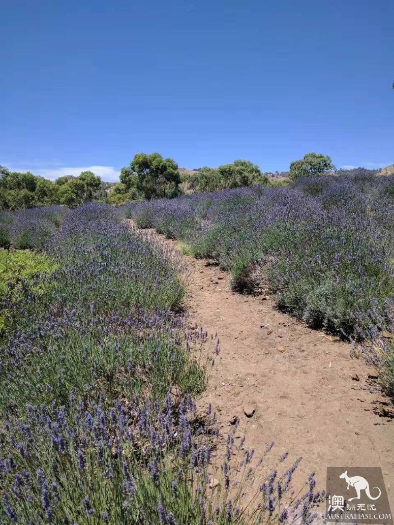 探访林道薰衣草农场（Lyndoch Lavender Farm）