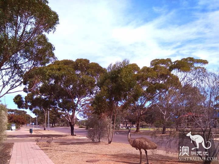 地下城市庫伯佩迪(Coober Pedy)尋寶3日遊