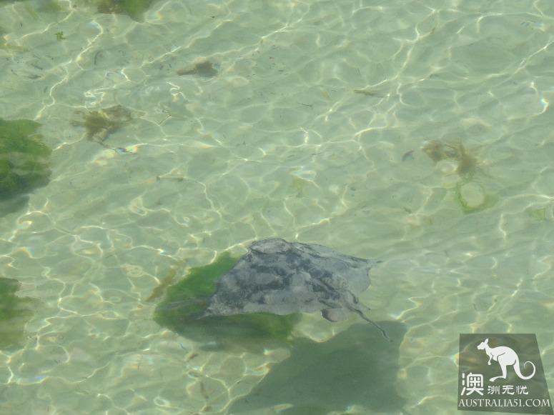 阿德萊德粉紅湖(Bumbunga Lake)完全攻略,自駕跟團均適用