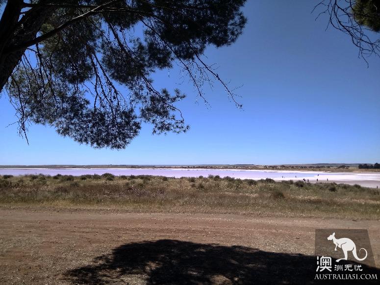 阿德萊德粉紅湖(Bumbunga Lake)完全攻略,自駕跟團均適用