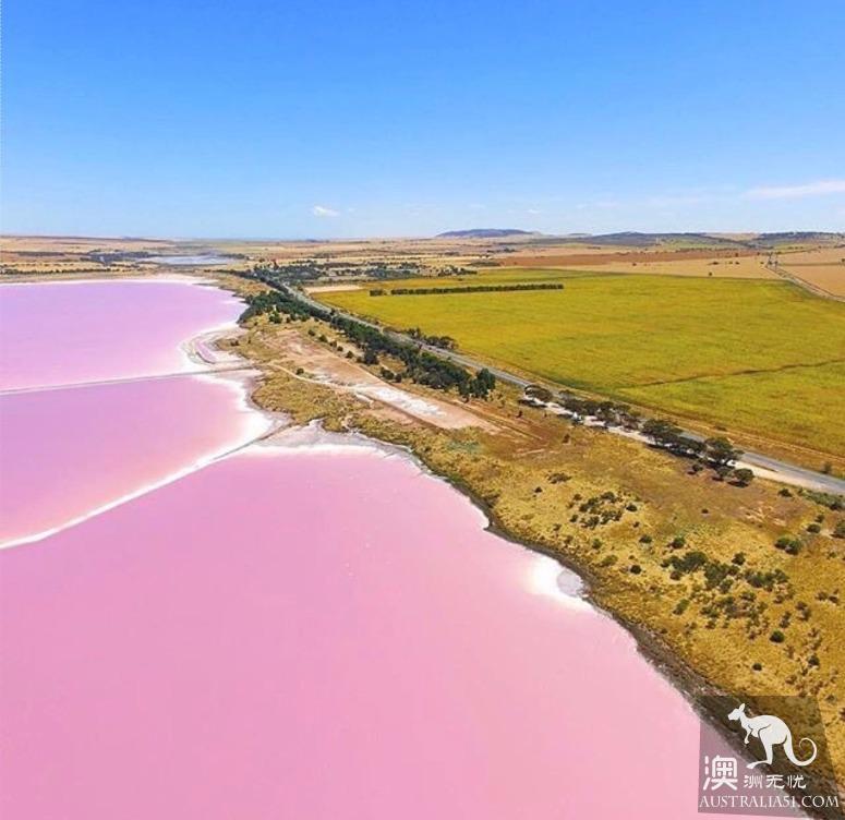 阿德萊德粉紅湖(Bumbunga Lake)完全攻略,自駕跟團均適用