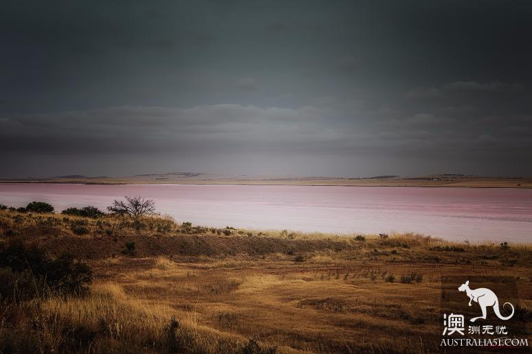 阿德萊德粉紅湖(Bumbunga Lake)完全攻略,自駕跟團均適用
