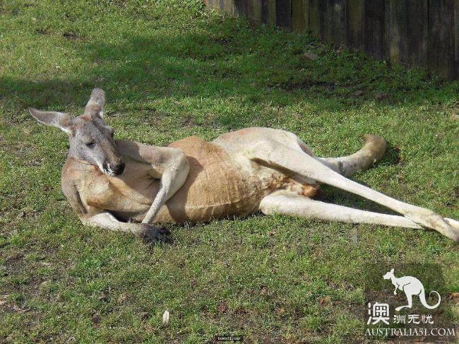 神秘疾病让澳洲数百万只袋鼠离奇死亡