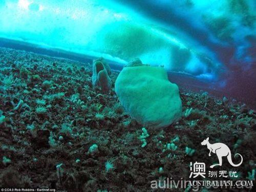 探寻世界上最古老的生物