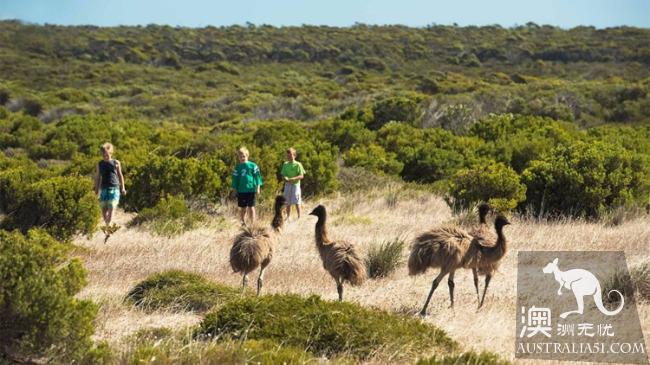 艾爾半島(Eyre Peninsula),並不多見的人間淨土