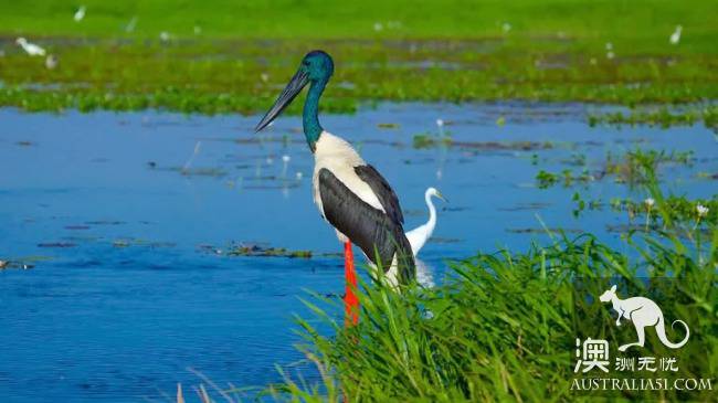達爾文(Darwin)深度旅遊:探索、冒險、野生動物、原住文化