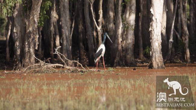 達爾文(Darwin)深度旅遊:探索、冒險、野生動物、原住文化