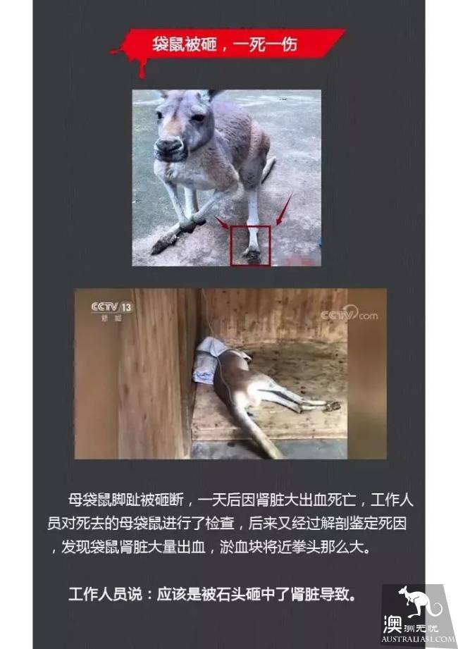 中国游客在动物园内乱石砸死袋鼠,野蛮行为遭外媒疯狂谴责!