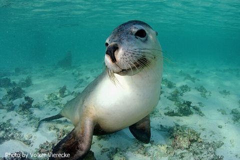 散落在印度洋的珍宝：西澳洲的阿布洛霍斯群岛（Abrolhos Islands）