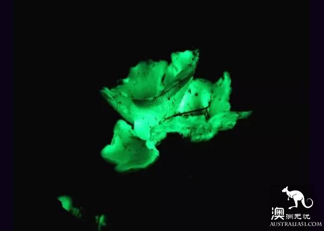 幽灵蘑菇,黑夜中的精灵,带上装备,一起去南澳森林探险