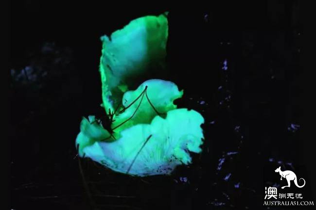 幽灵蘑菇,黑夜中的精灵,带上装备,一起去南澳森林探险