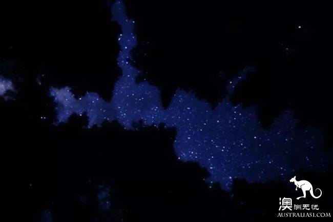 幽灵蘑菇,黑夜中的精灵,带上装备,一起去南澳森林探险