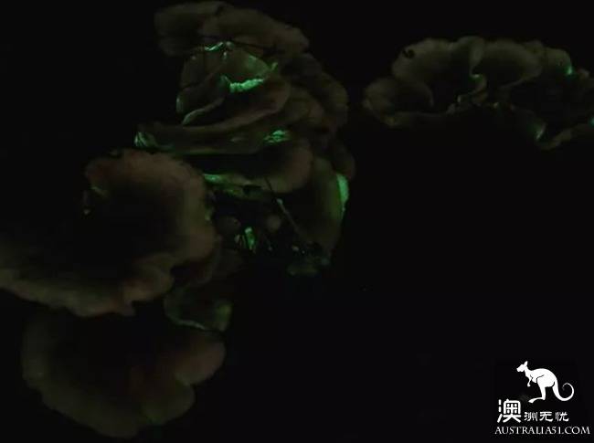 幽灵蘑菇,黑夜中的精灵,带上装备,一起去南澳森林探险