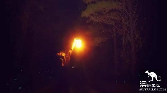 幽灵蘑菇,黑夜中的精灵,带上装备,一起去南澳森林探险