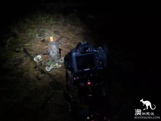 幽灵蘑菇,黑夜中的精灵,带上装备,一起去南澳森林探险
