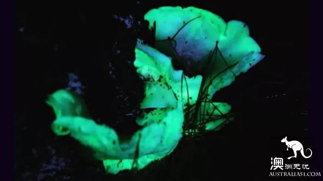 幽灵蘑菇,黑夜中的精灵,带上装备,一起去南澳森林探险