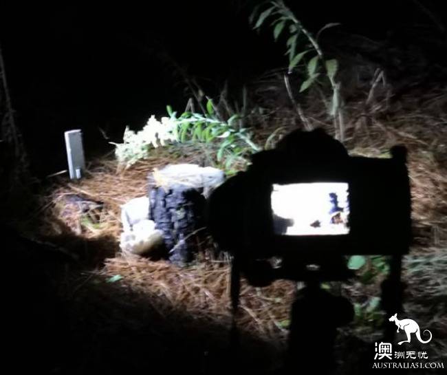 幽灵蘑菇,黑夜中的精灵,带上装备,一起去南澳森林探险
