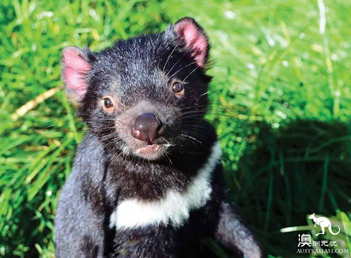 不一般的塔州野生動物園,妳來過嗎?