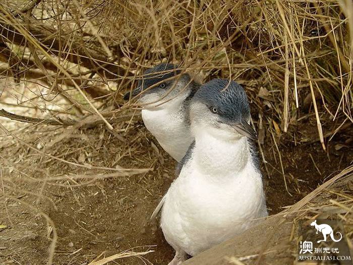 不一般的塔州野生動物園,妳來過嗎?