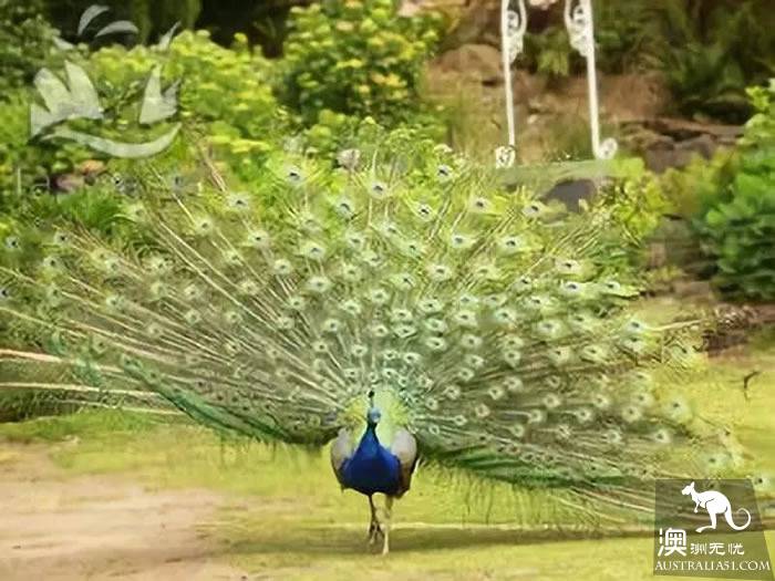 不一般的塔州野生動物園,妳來過嗎?