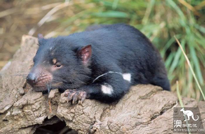 不一般的塔州野生動物園,妳來過嗎?