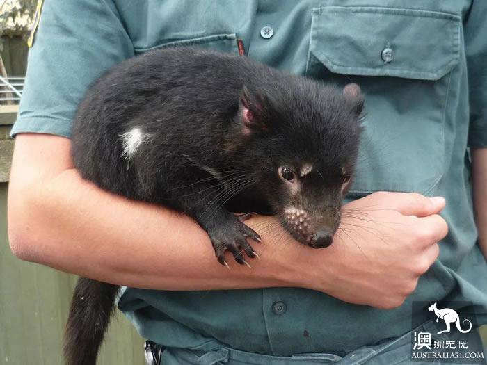 不一般的塔州野生動物園,妳來過嗎?