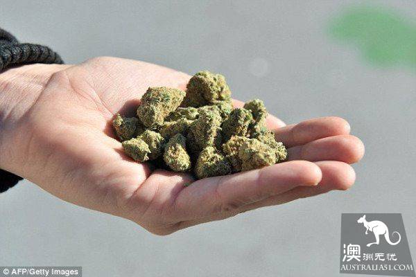 澳洲是世界上大麻使用者比例最高的国家之一!应效仿加拿大,将大麻合法化?