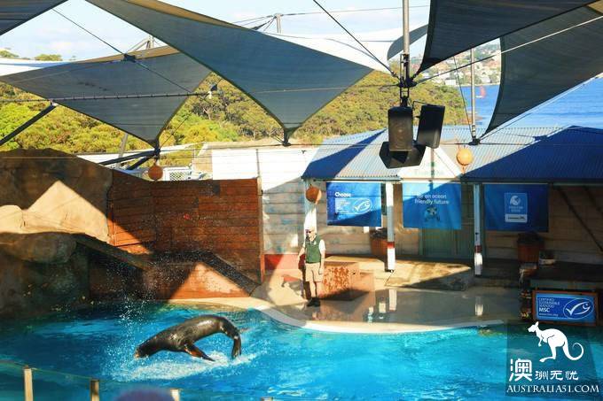 悉尼泰朗加動物園遊玩攻略及動物表演時間