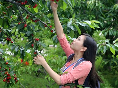 吃貨注意!阿德萊德最全的櫻桃采摘攻略和果園介紹新鮮出爐了