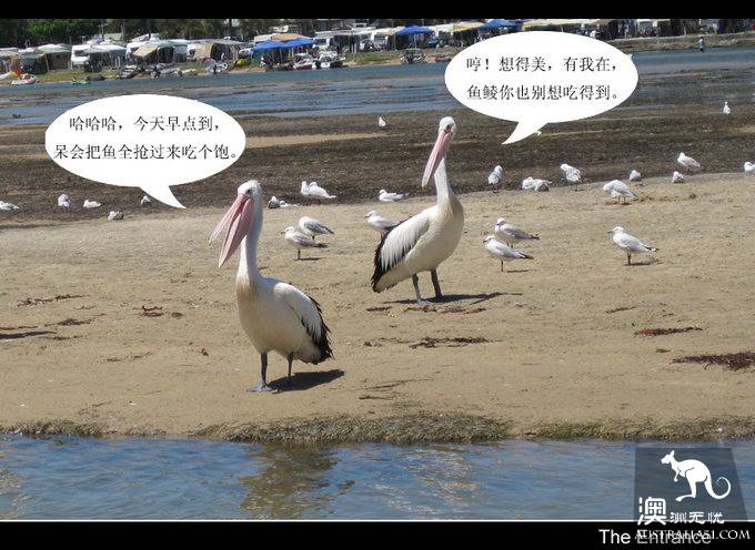 悉尼週邊遊記:The Entrance塘鵝喂食秀