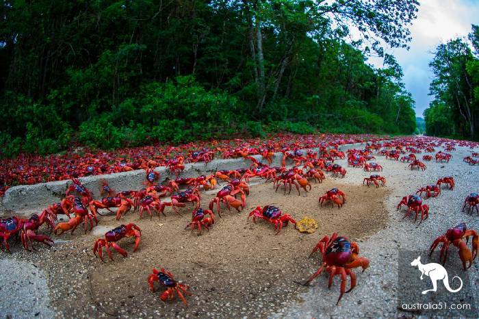 震撼多圖!“紅色浪潮”襲擊澳洲聖誕島,那景象,舉世罕見