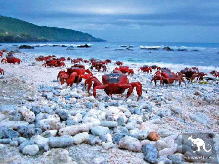 震撼多圖!“紅色浪潮”襲擊澳洲聖誕島,那景象,舉世罕見