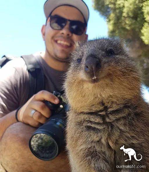 罗特尼斯岛全方位旅行“白皮书”，遇见小萌物短尾袋鼠Quokka吧！