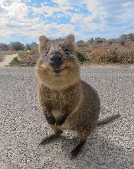 罗特尼斯岛全方位旅行“白皮书”，遇见小萌物短尾袋鼠Quokka吧！