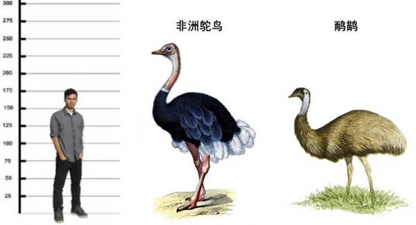 鴕鳥和鸸鹋體型相差很大