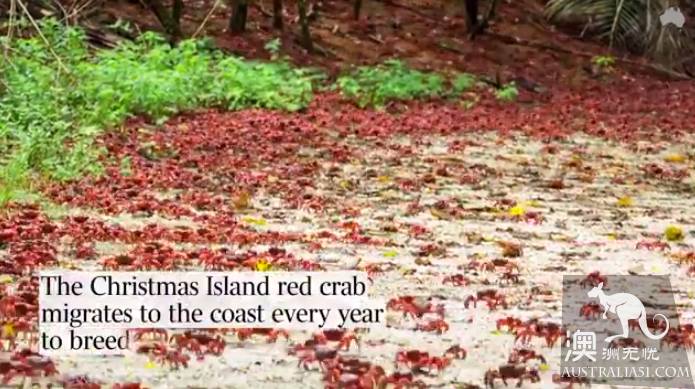 震撼多圖!“紅色浪潮”襲擊澳洲聖誕島,那景象,舉世罕見