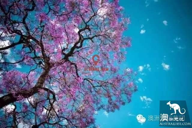 布裹斯班又要讓全世界嫉妒了!十月的布村是紫色的童話世界