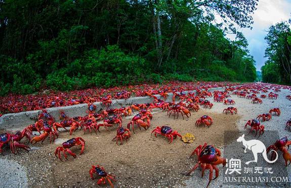 震撼多圖!“紅色浪潮”襲擊澳洲聖誕島,那景象,舉世罕見