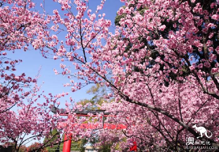 開春啦,悉尼週邊“拈花惹草”全攻略,妳學會了嗎?